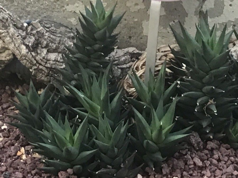 Haworthia glabrata leaf