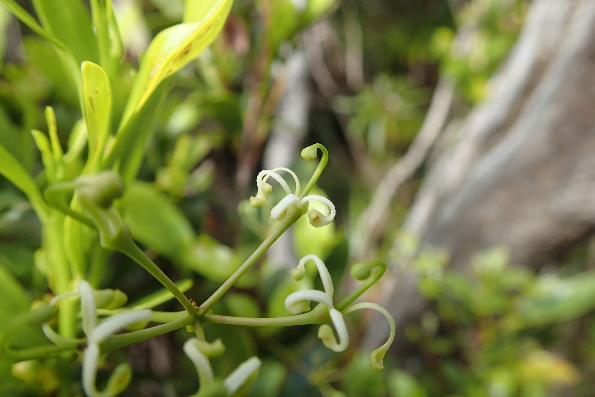 Stenocarpus gracilis — related species from the same genus