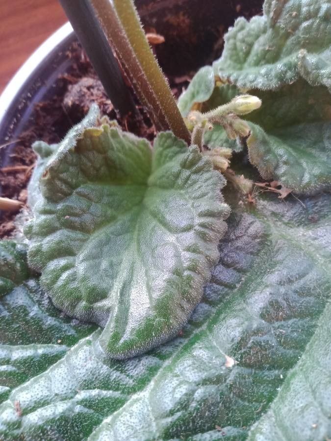 Streptocarpus wendlandii — search result for 'Streptocarpus'