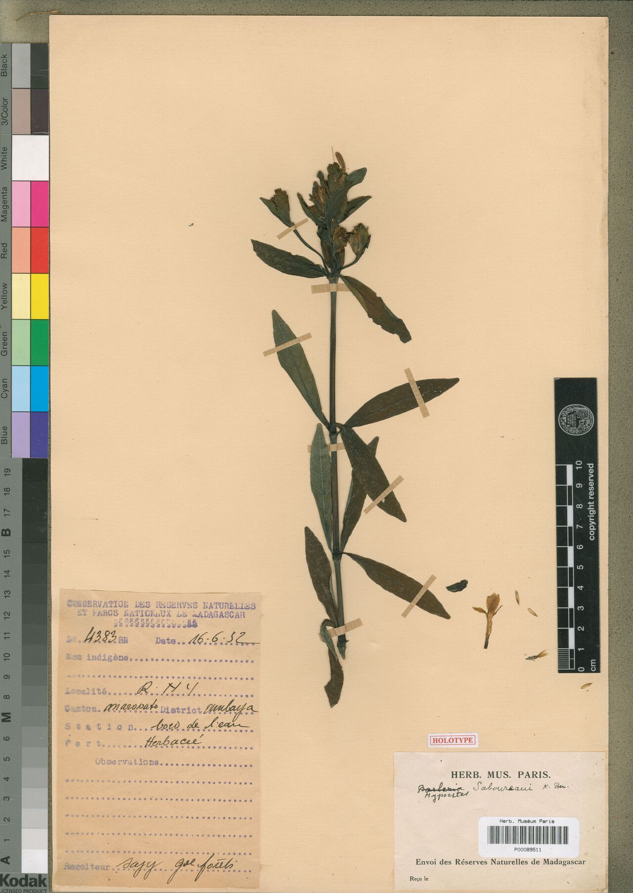 Hypoestes saboureaui — houseplant care guide