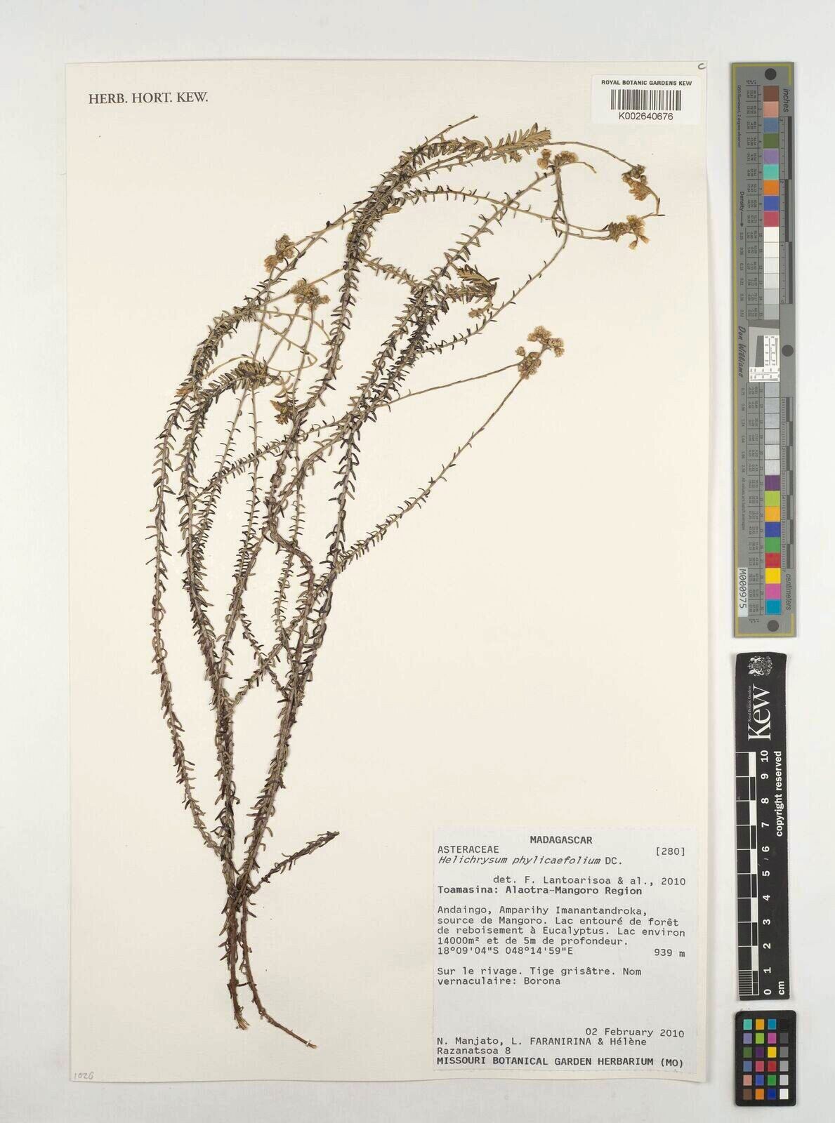 Helichrysum phylicifolium — houseplant care guide