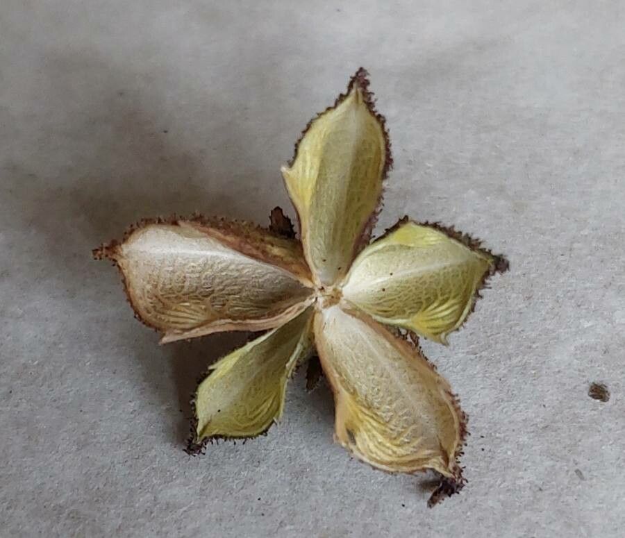 Dictamnus albus fruit