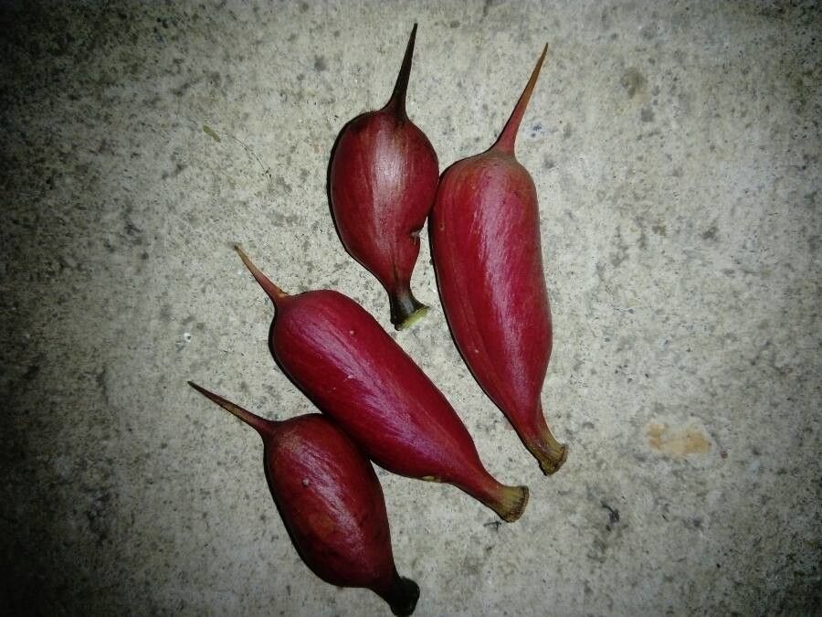 Acacia cornigera fruit