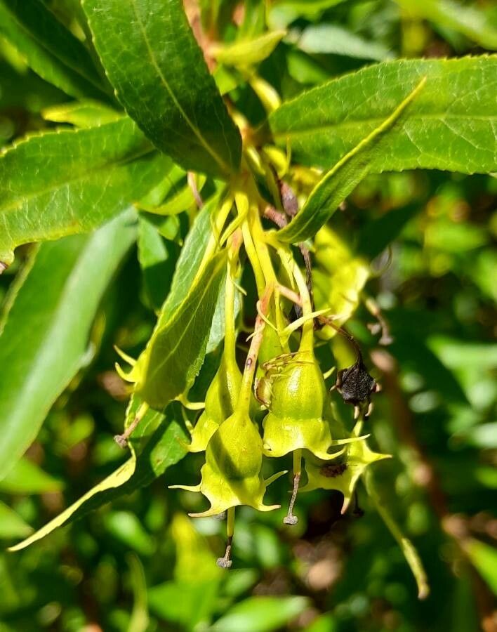 Escallonia cordobensis flower