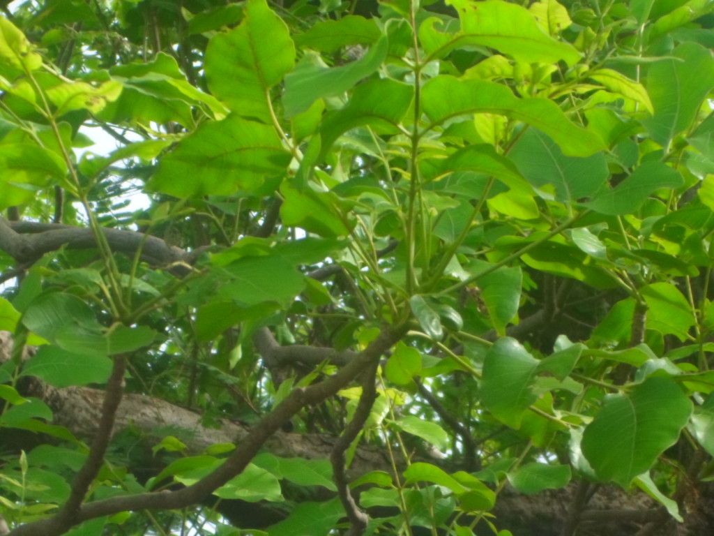 Lannea microcarpa habit