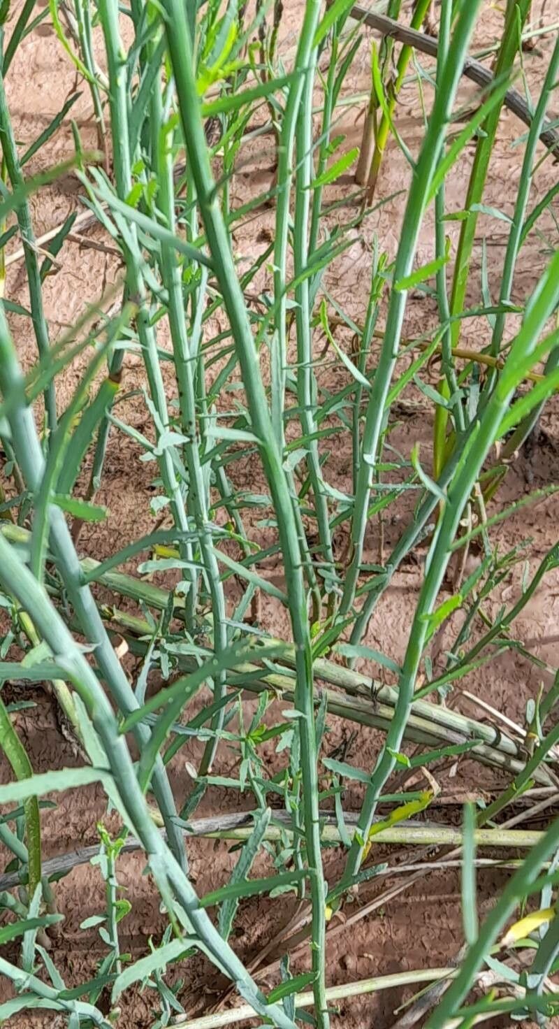 Baccharis juncea bark