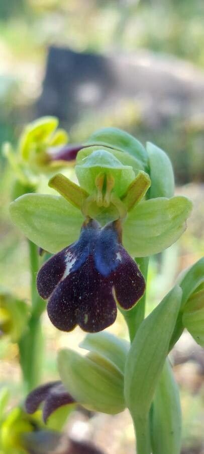 Ophrys eleonorae flower