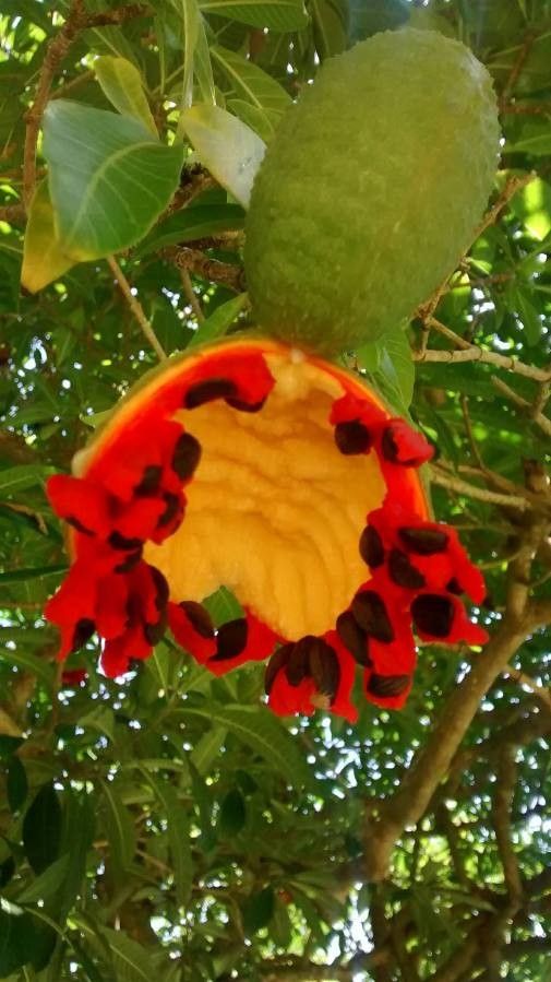 Tabernaemontana hystrix fruit
