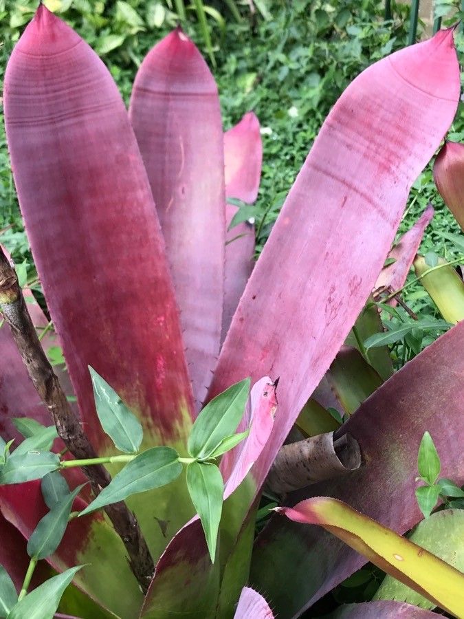 Neoregelia lillyae leaf