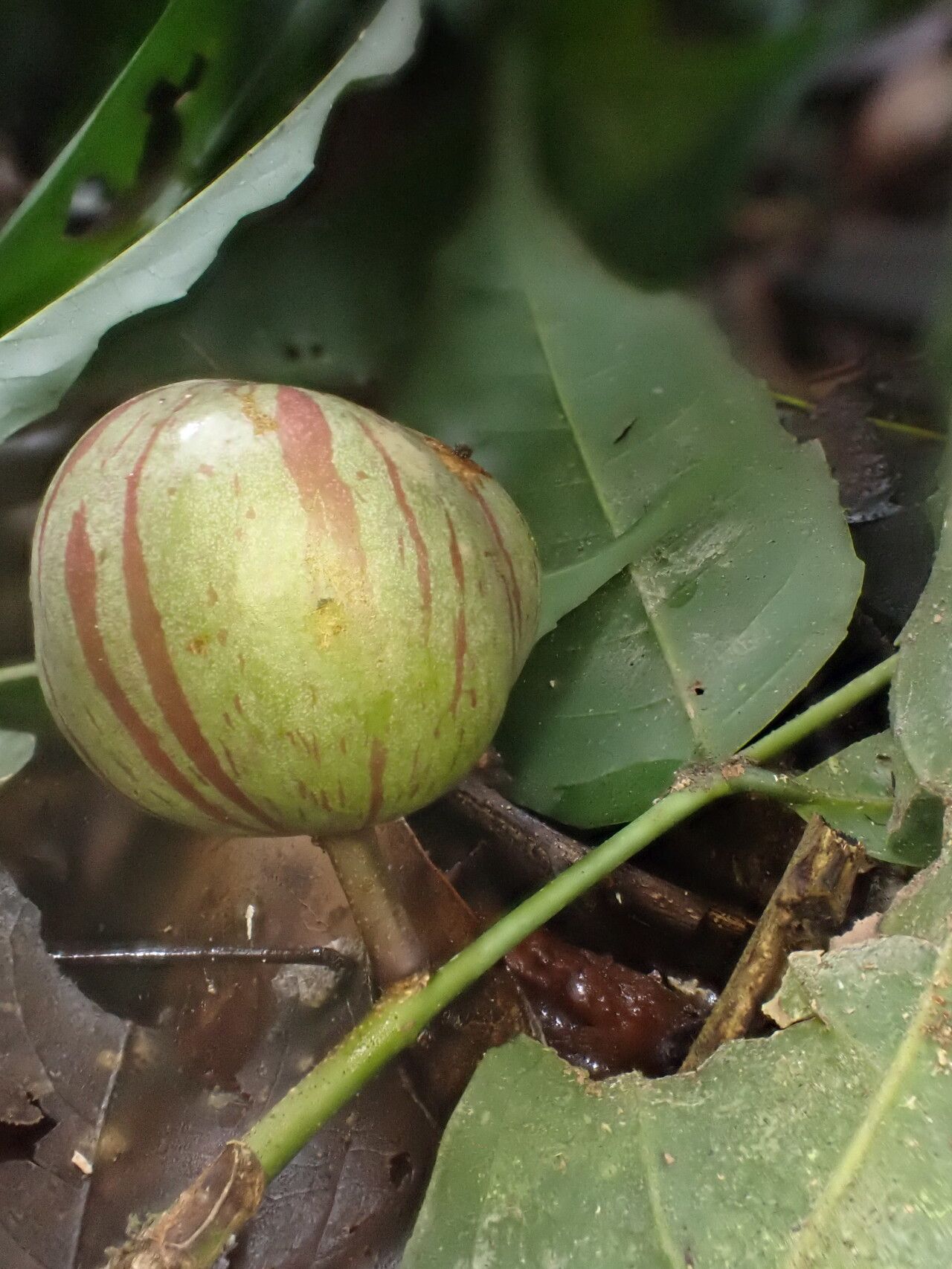 Salacia pallescens fruit