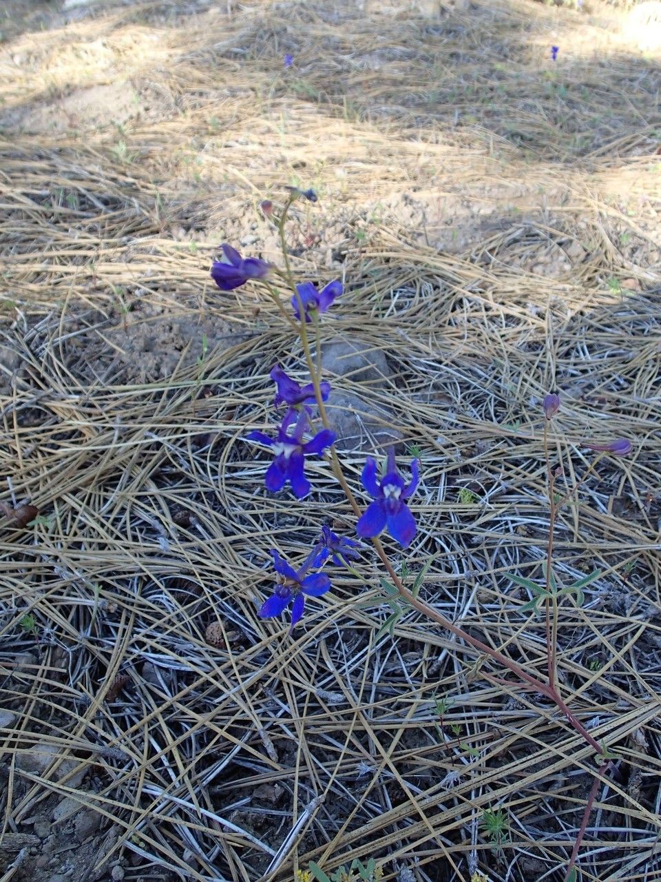 Delphinium depauperatum habit