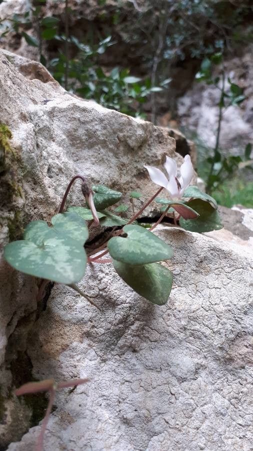 Cyclamen balearicum flower