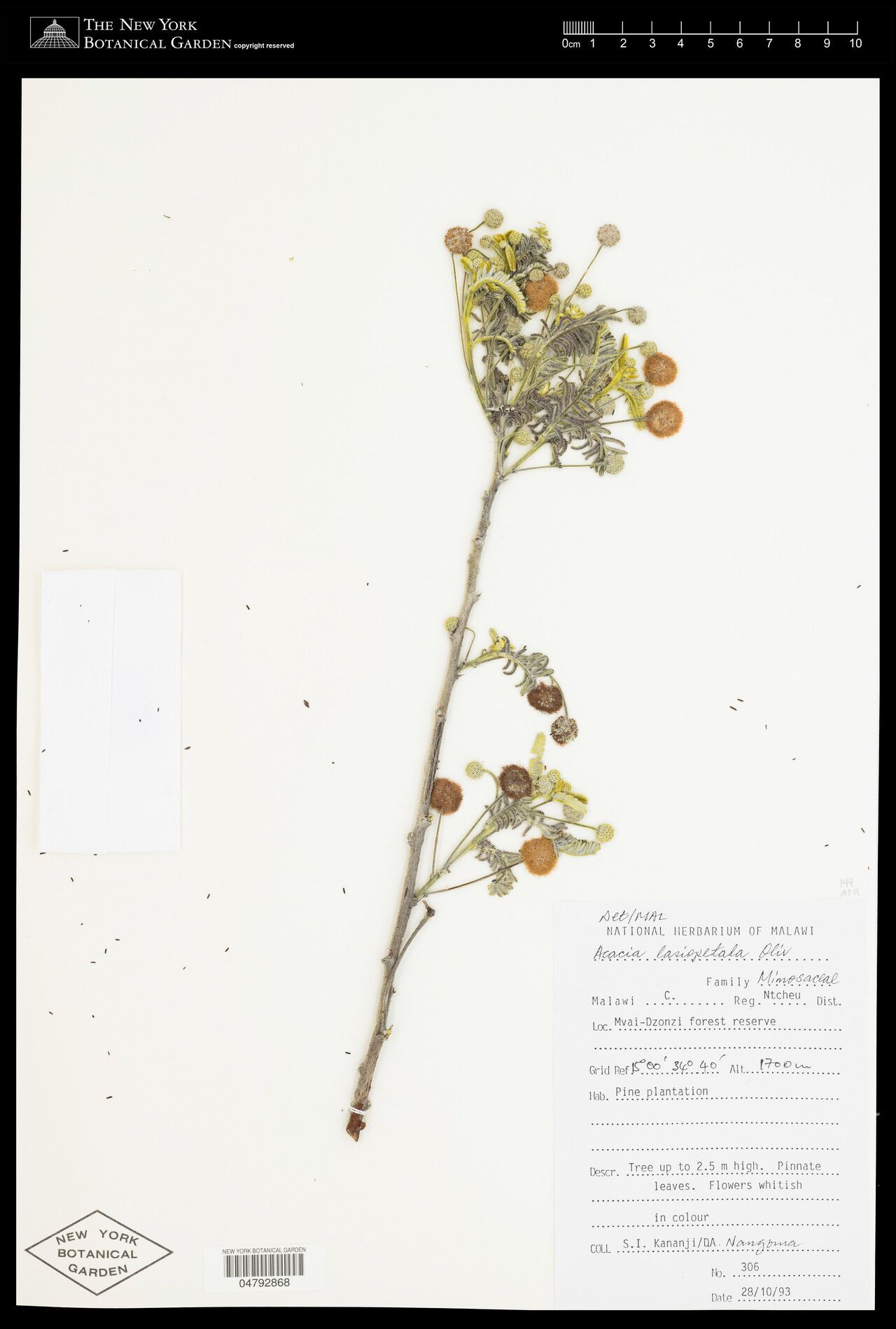 Vachellia lasiopetala — houseplant care guide