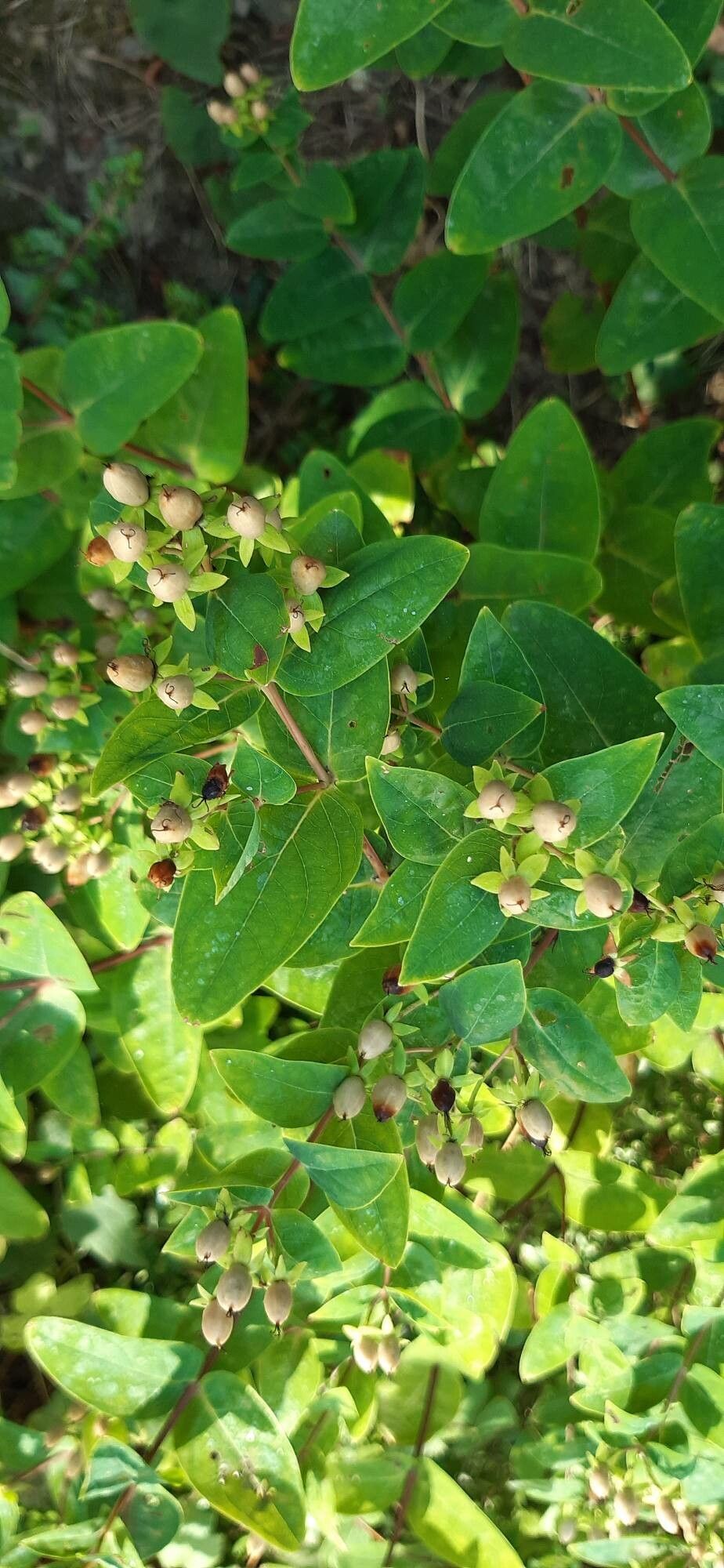 Hypericum hircinum fruit