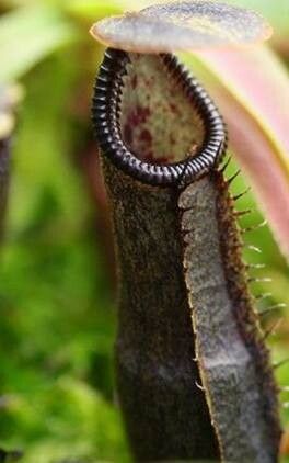 Nepenthes izumiae — search result for 'Nepenthes'