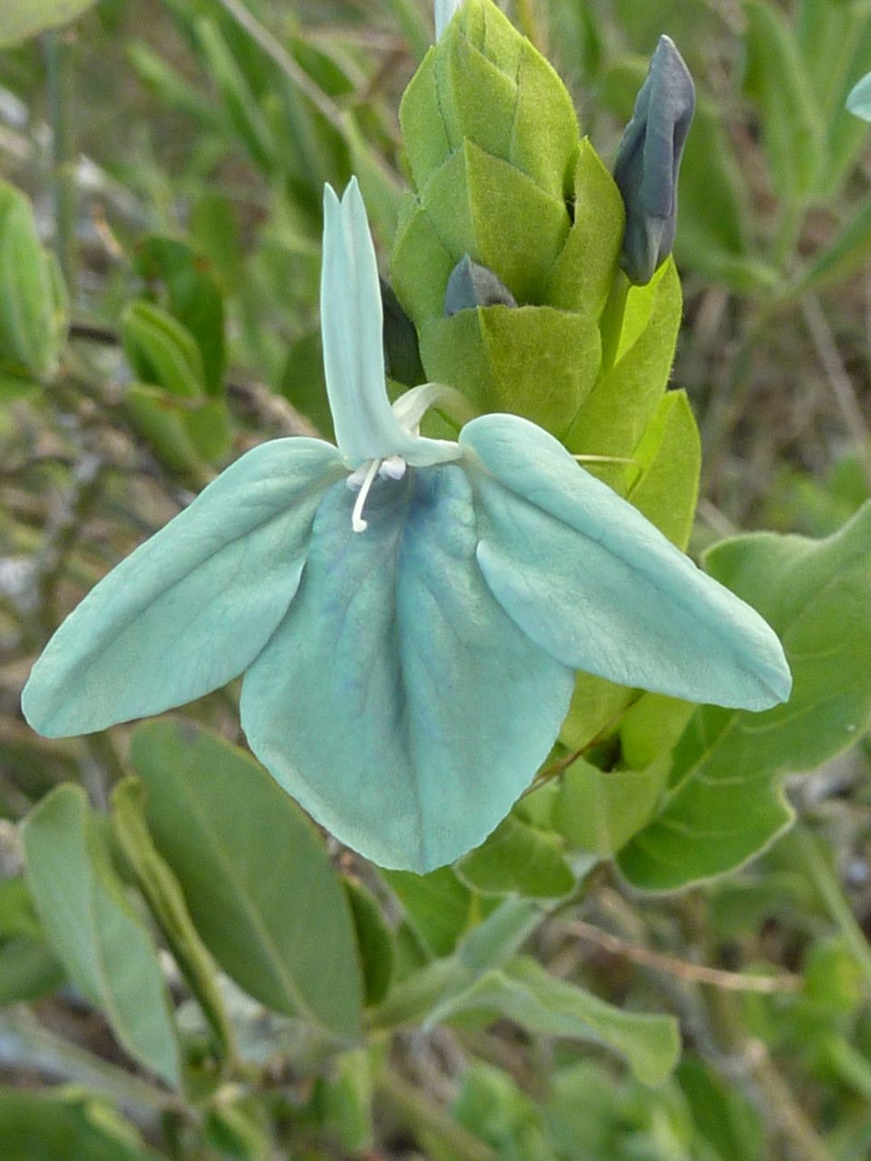 Ecbolium subcordatum — search result for 'Ecbolium'