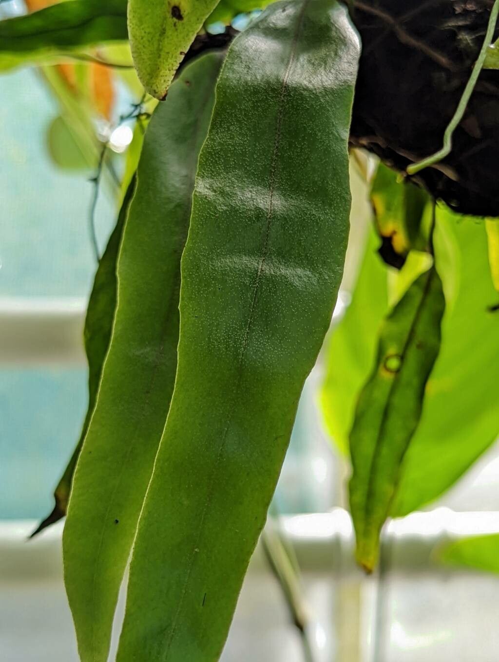 Pyrrosia lanceolata leaf