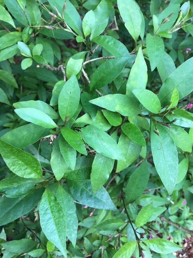 Pseuderanthemum laxiflorum — search result for 'Thailand'