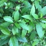 Pseuderanthemum laxiflorum