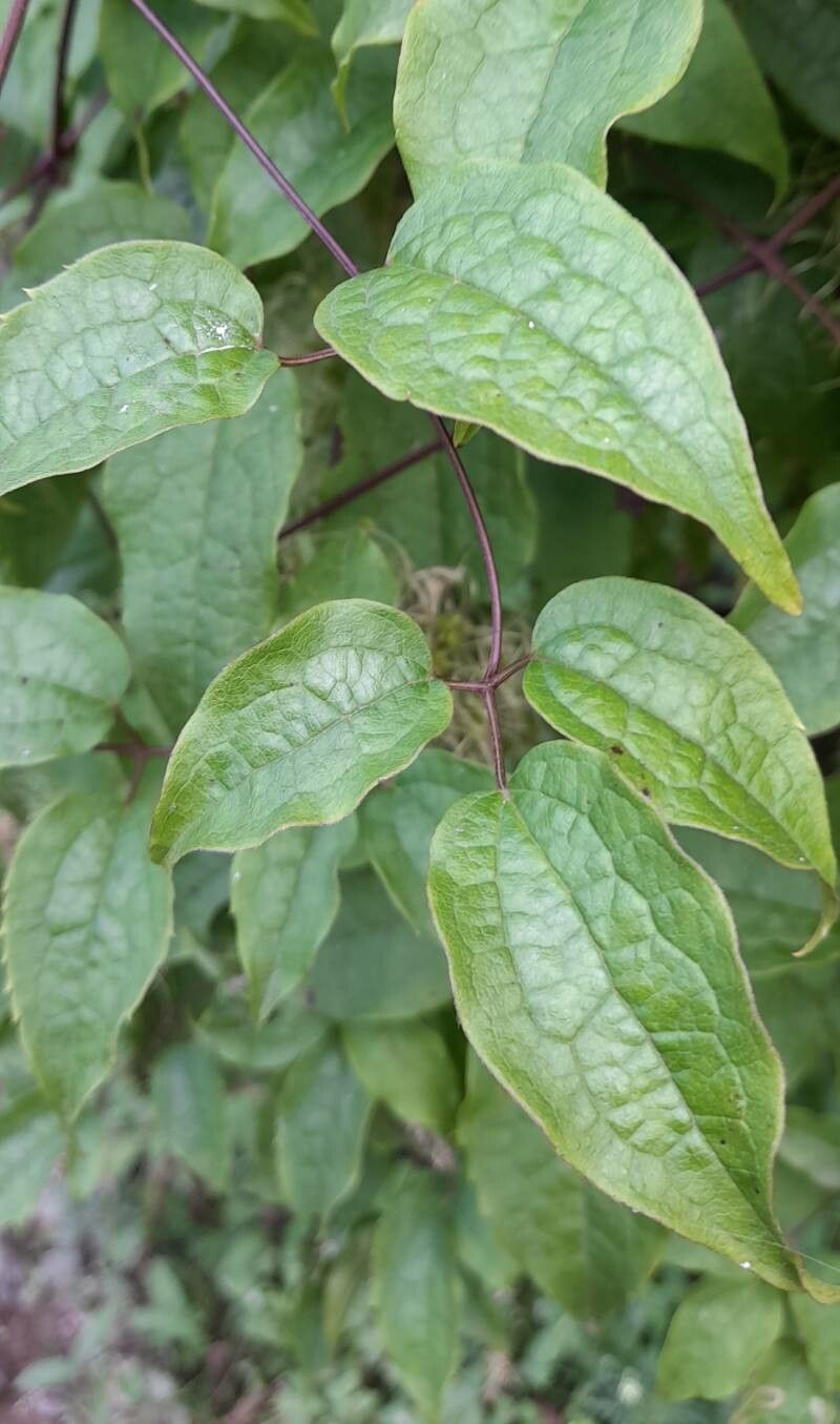 Clematis haenkeana leaf