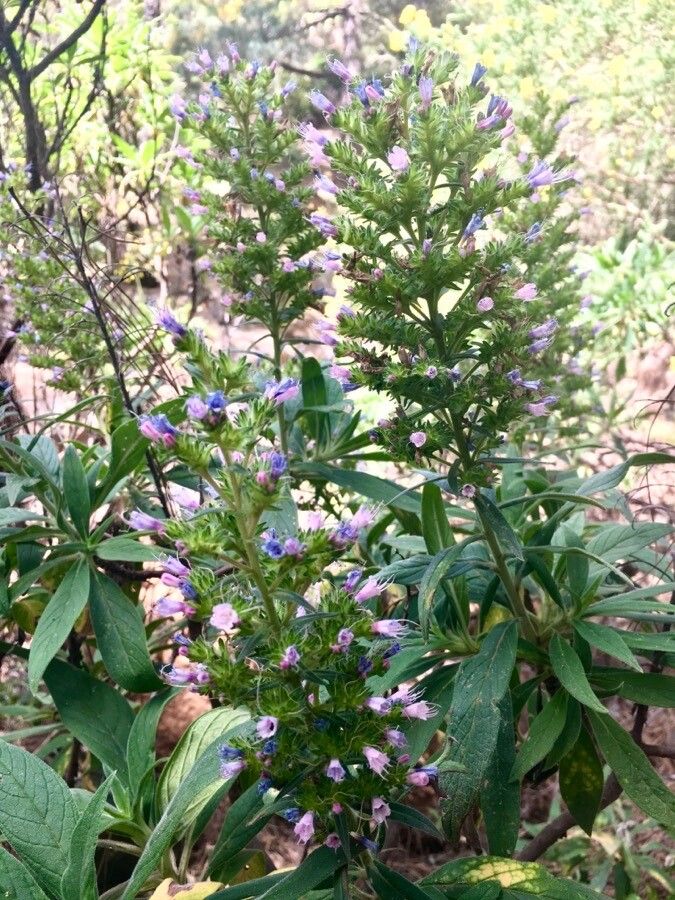 Echium callithyrsum flower