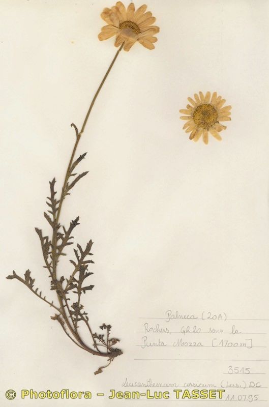 Leucanthemum corsicum habit