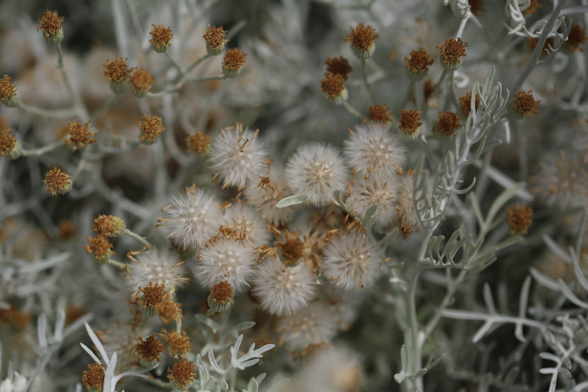Senecio leucostachys flower