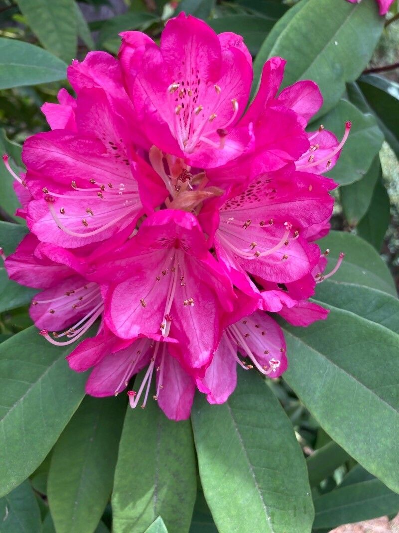Rhododendron × hybridum flower
