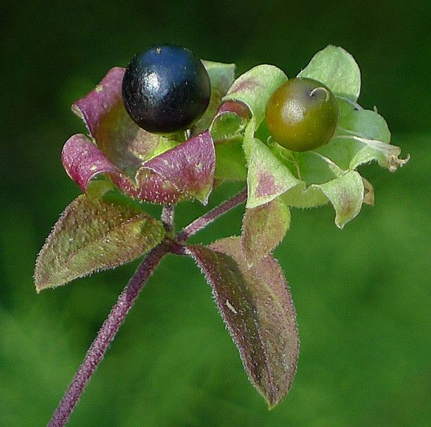Cucubalus baccifer fruit