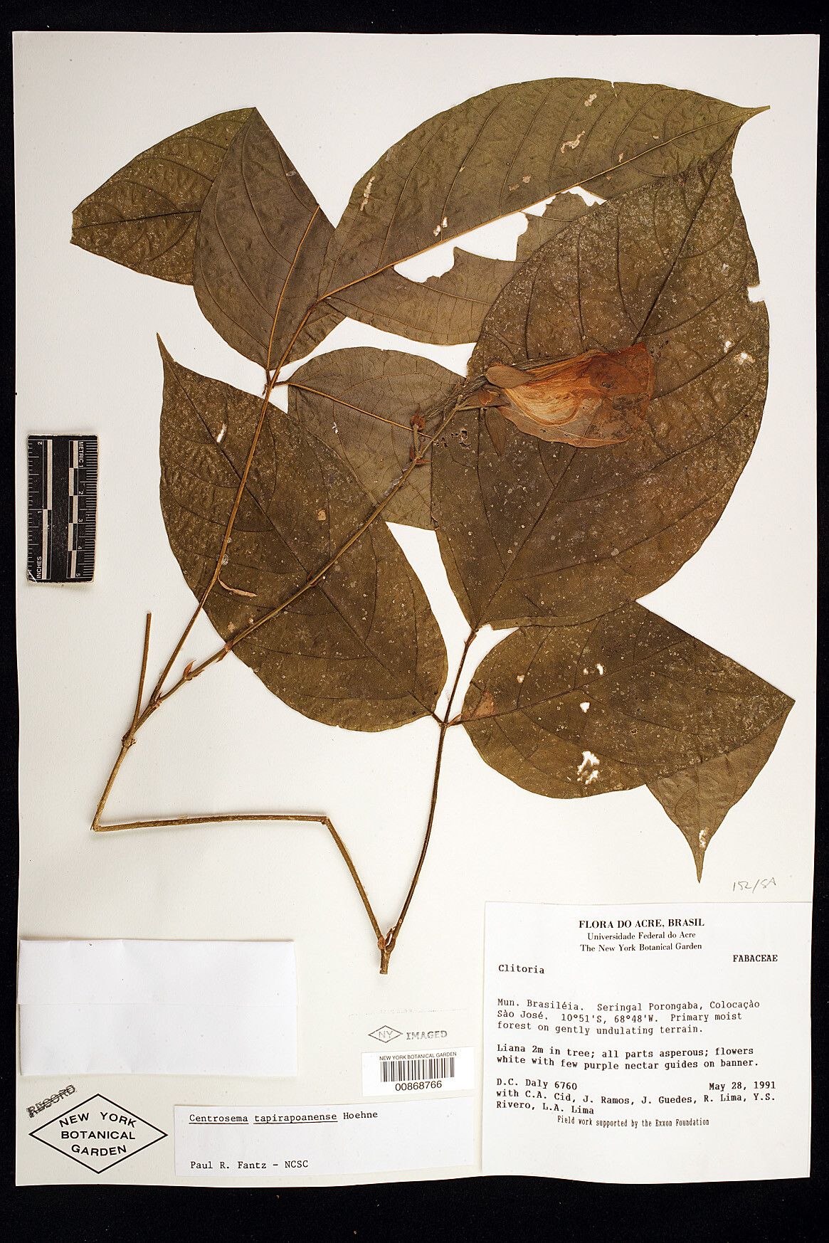 Centrosema tapirapoanense — houseplant care guide