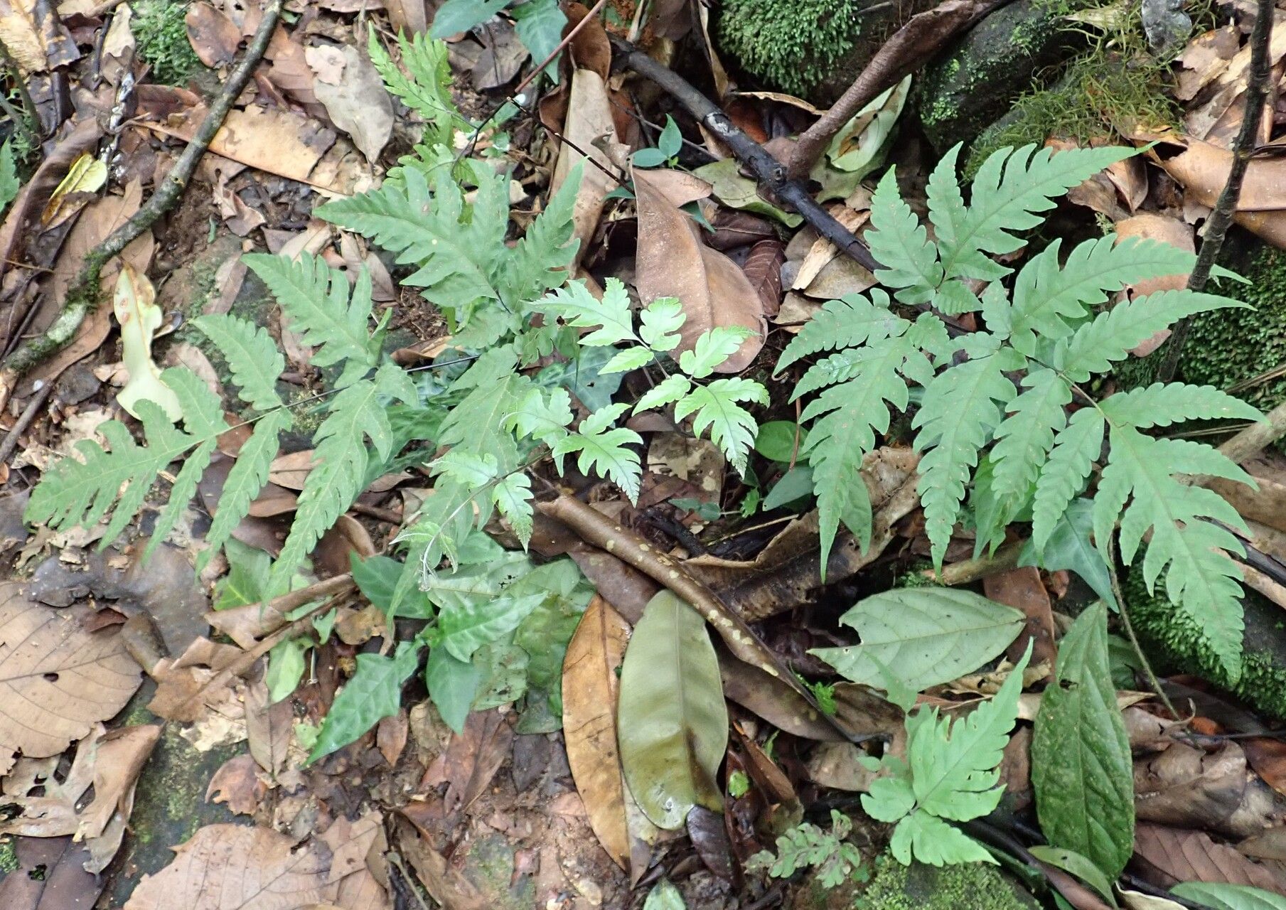 Tectaria fernandensis habit