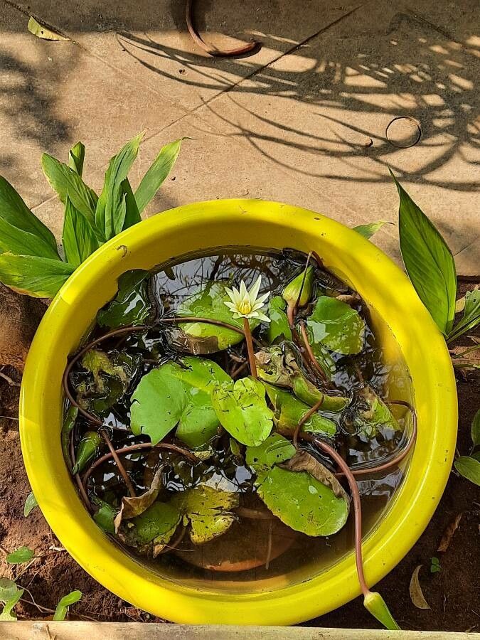 Nymphaea tetragona habit
