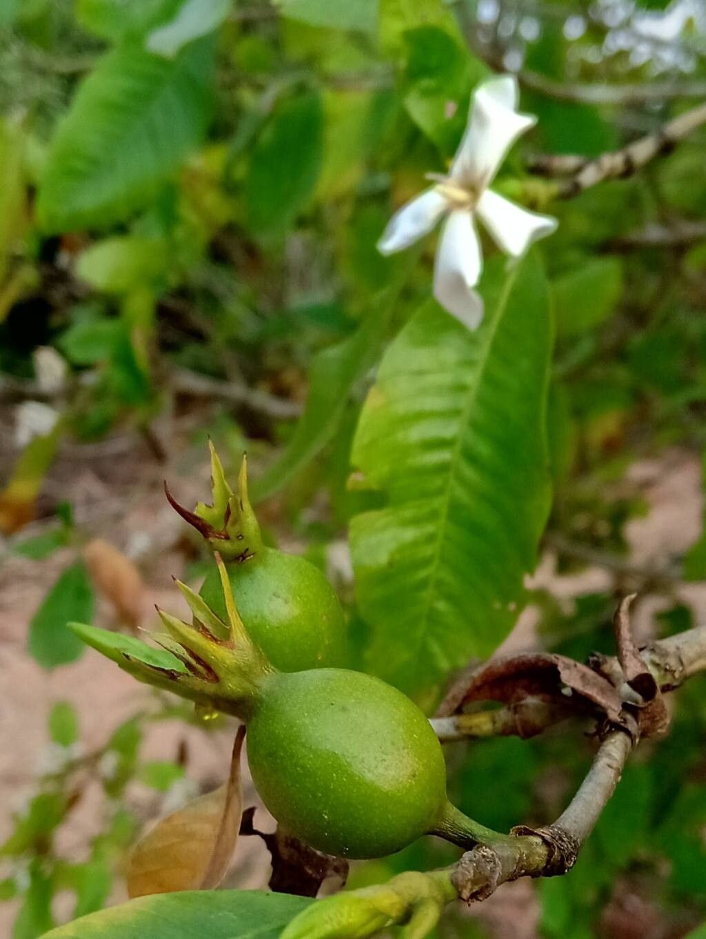 Gardenia resinifera fruit