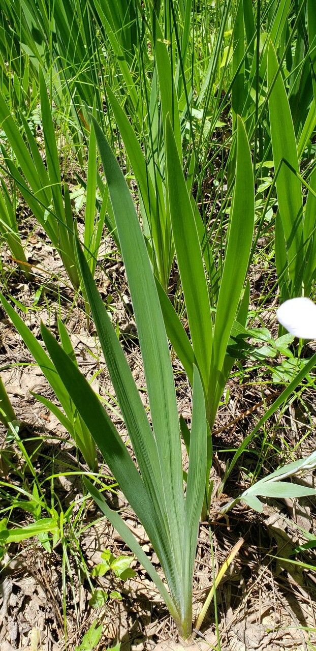 Iris virginica leaf