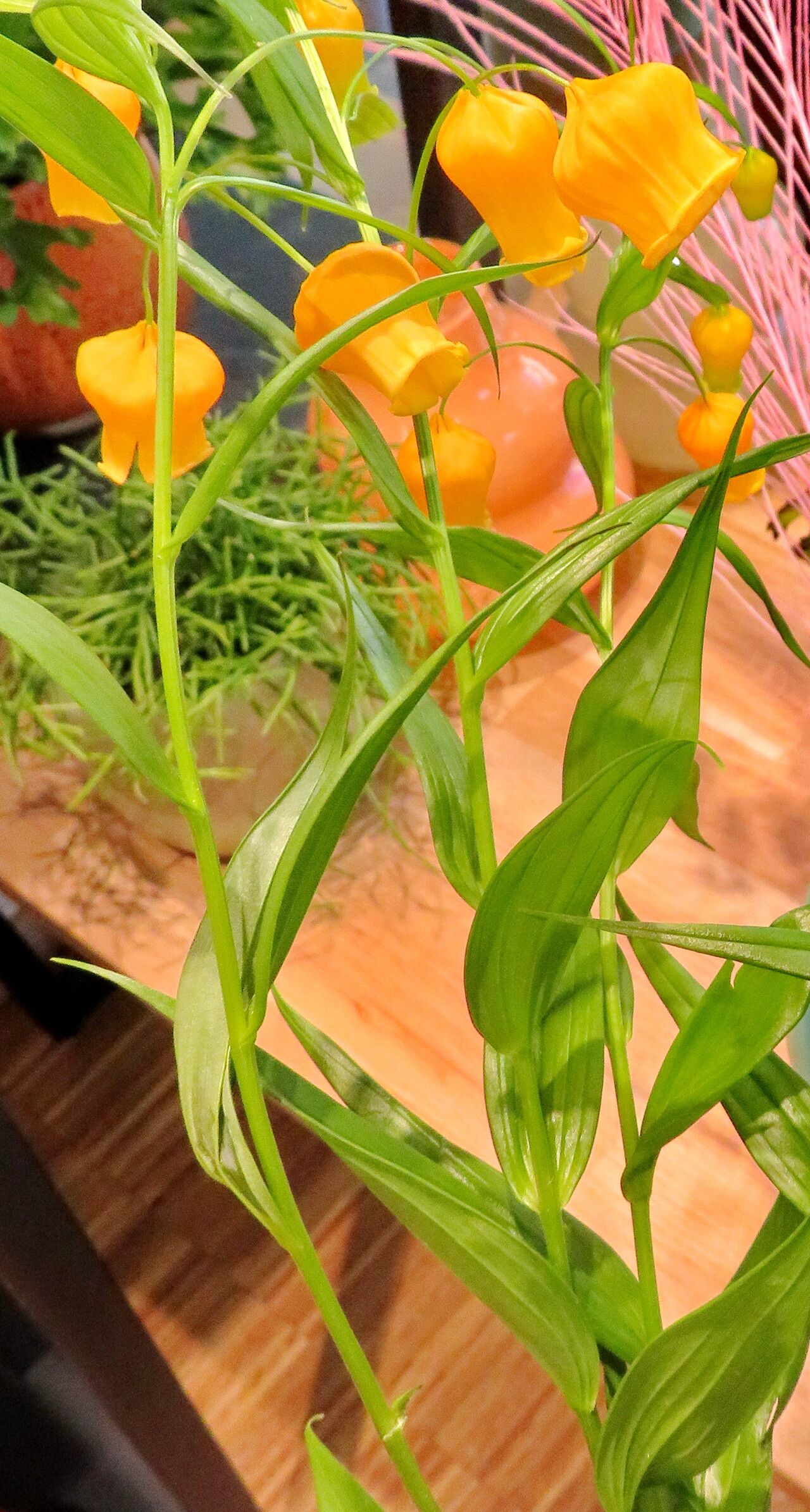 Sandersonia aurantiaca leaf