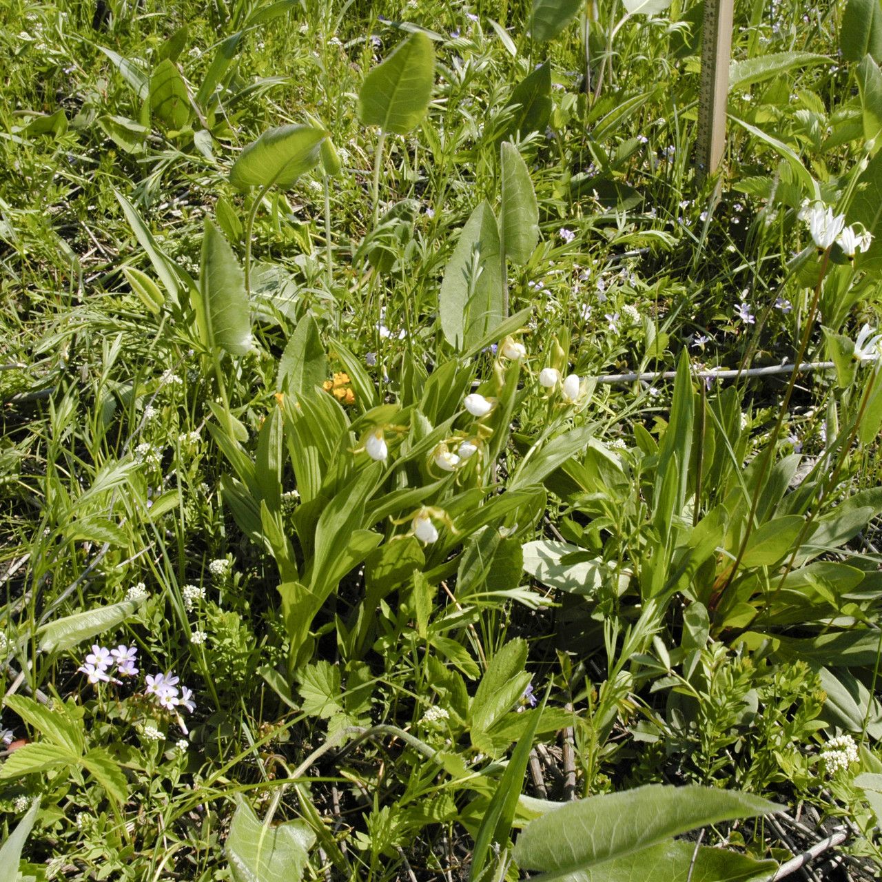 Cypripedium candidum habit