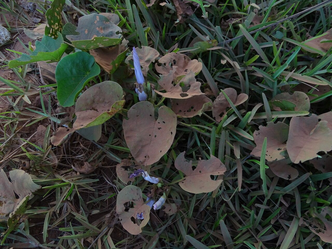 Ipomoea asarifolia leaf