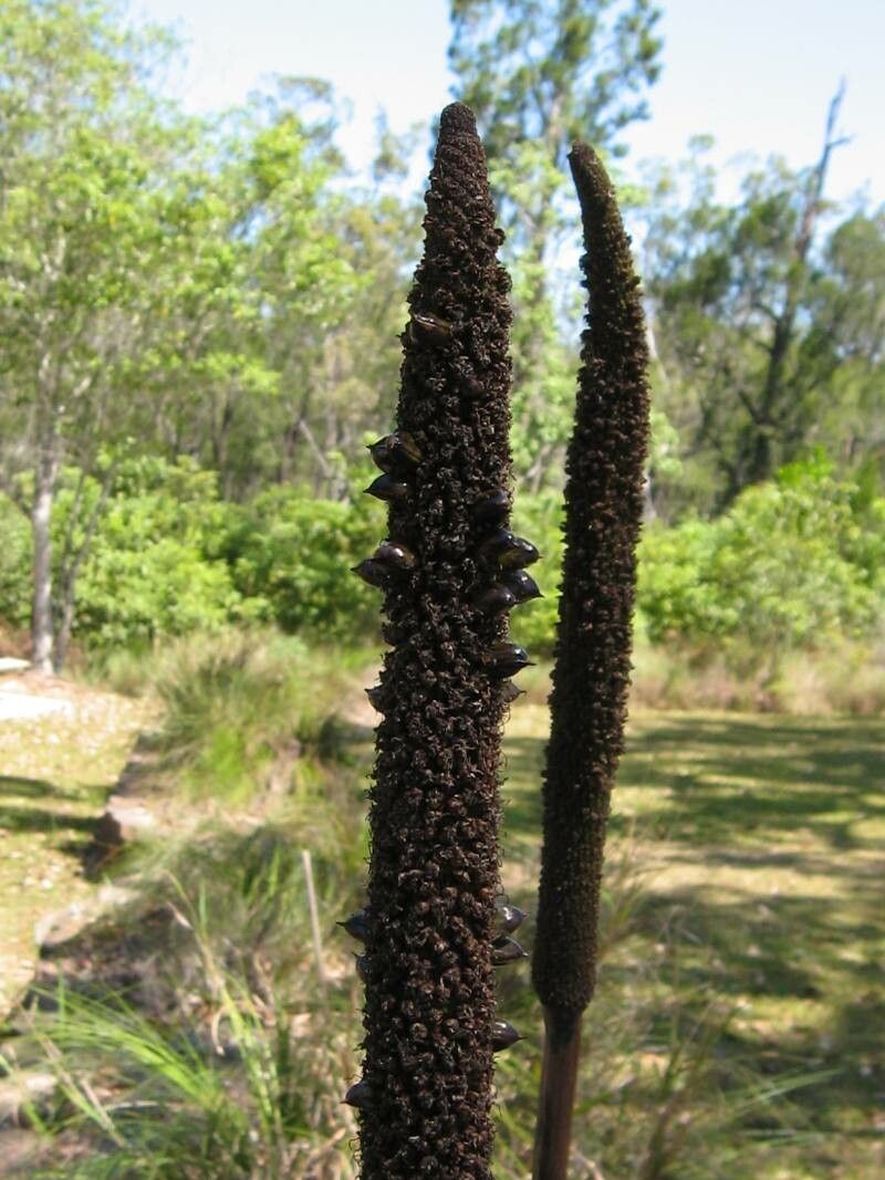 Xanthorrhoea australis fruit