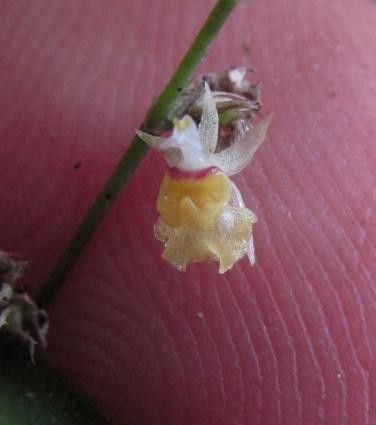 Oncidium integrilabre other