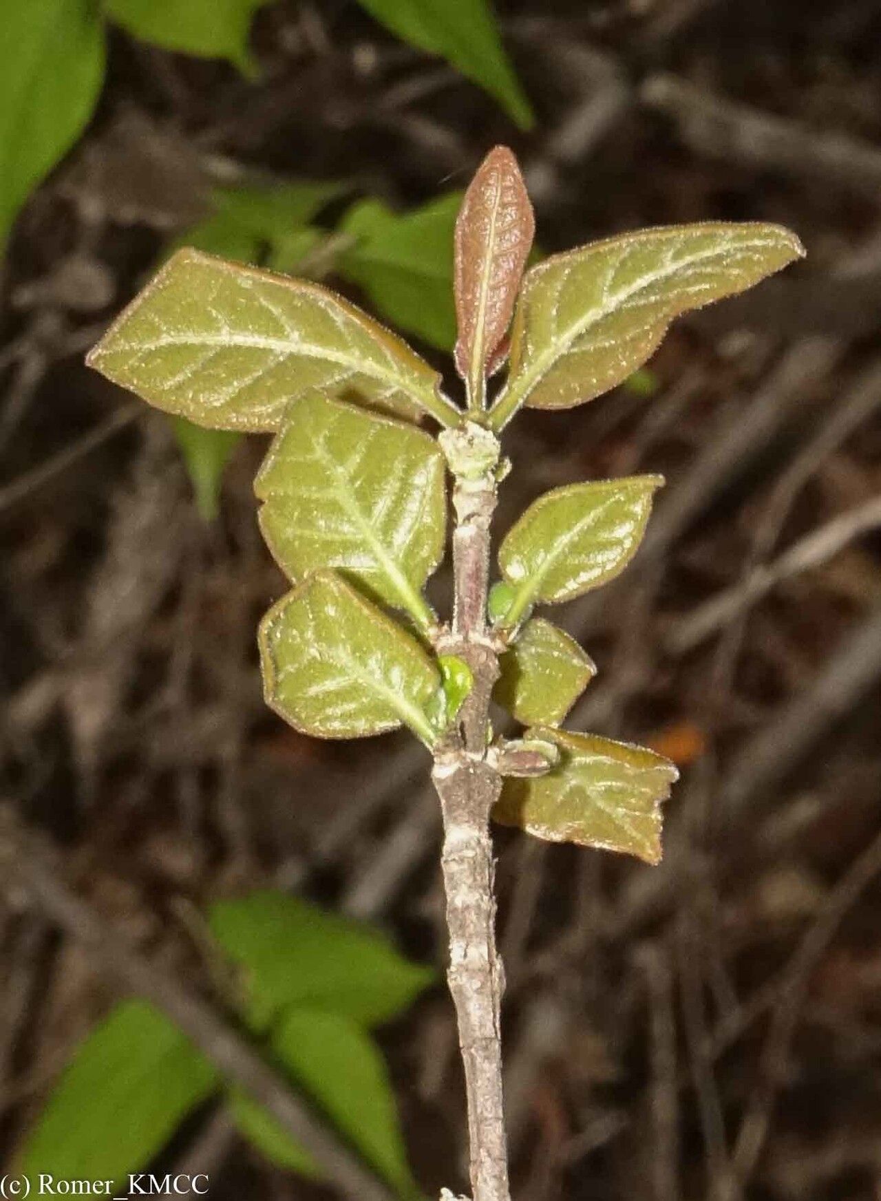 Coffea bissetiae — houseplant care guide