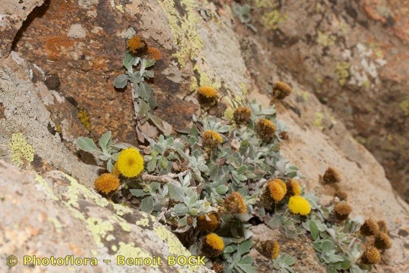 Phagnalon platyphyllum bark