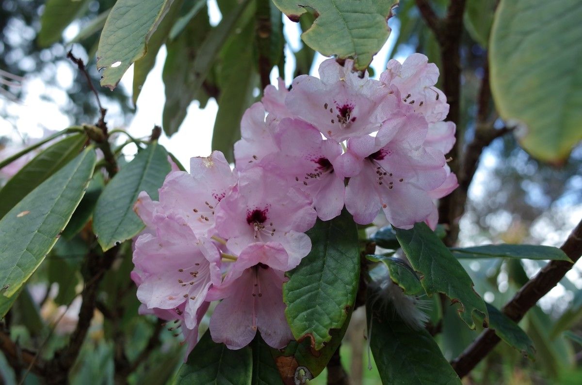 Rhododendron uvariifolium flower