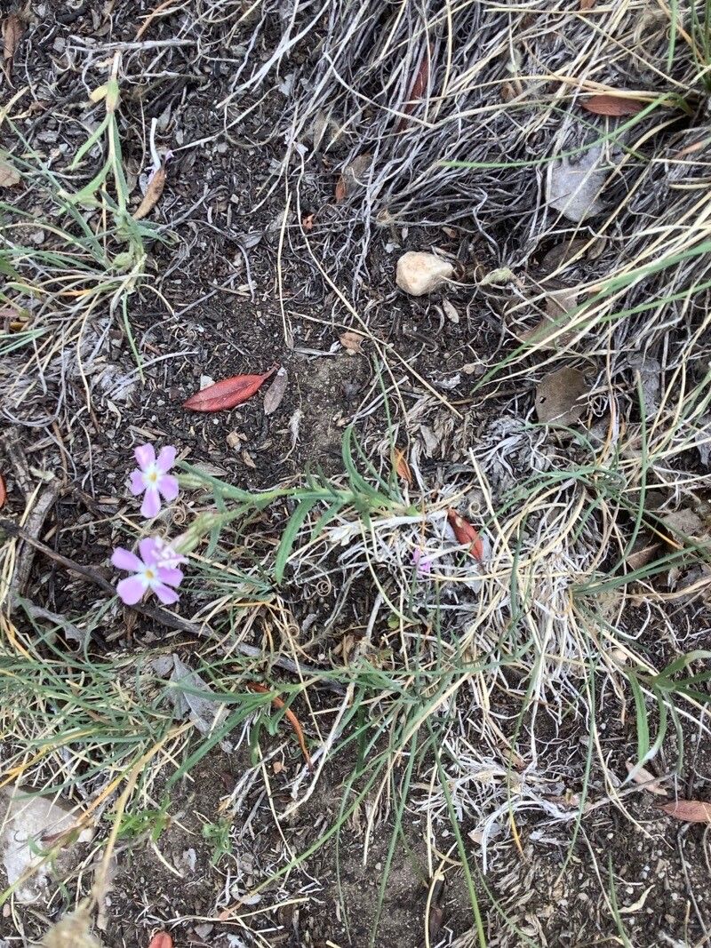 Phlox longifolia flower