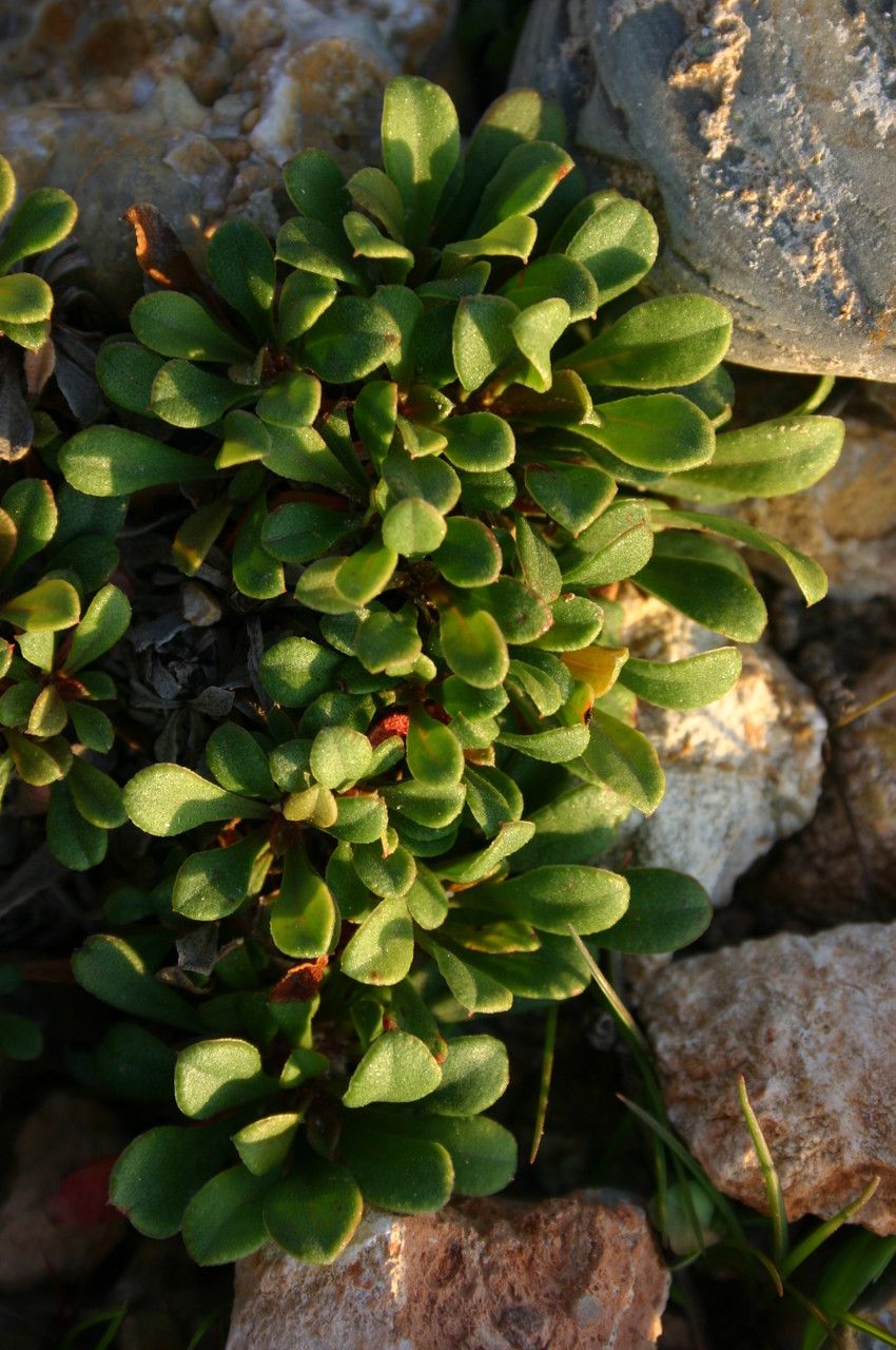 Limonium cyrtostachyum habit
