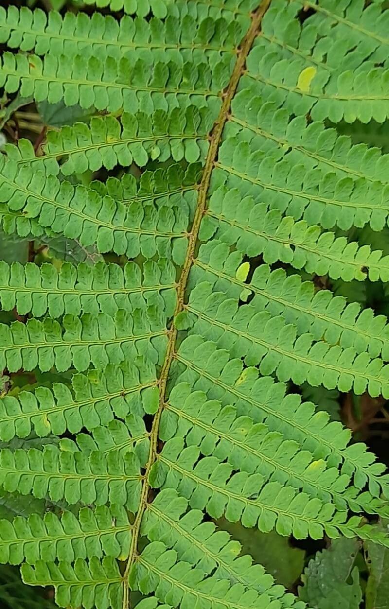 Polystichum platyphyllum — search result for 'Polystichum'