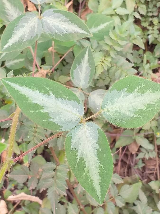 Desmodium uncinatum leaf