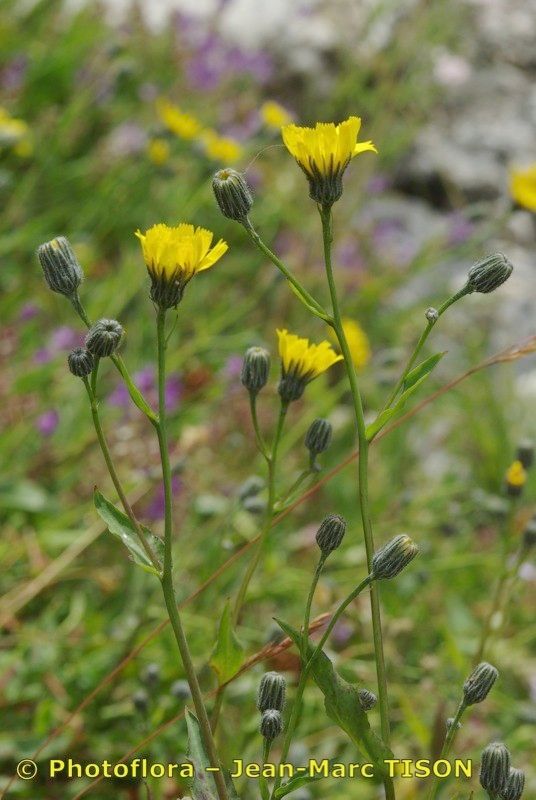 Hieracium chloropsis other