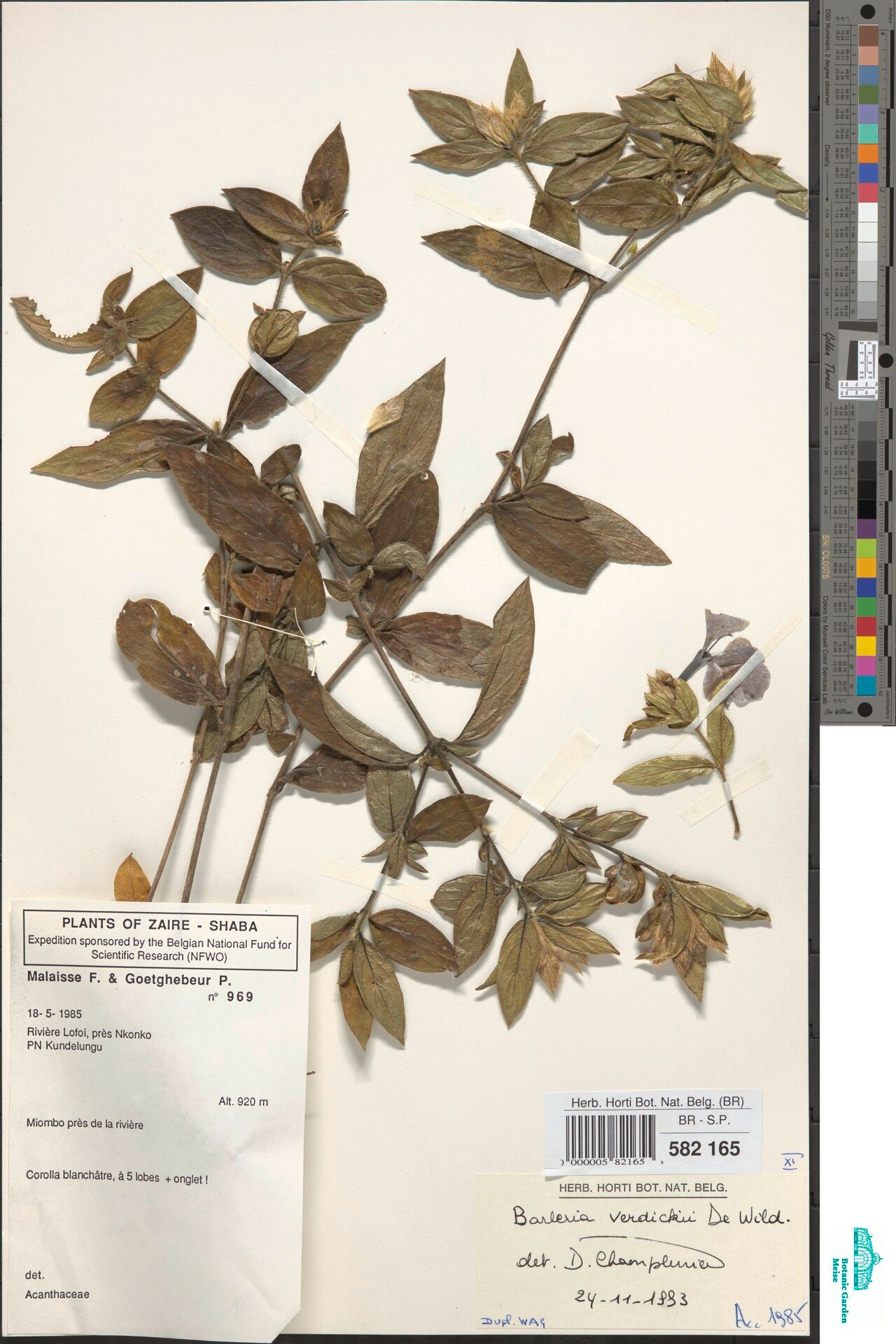 Barleria verdickii — houseplant care guide