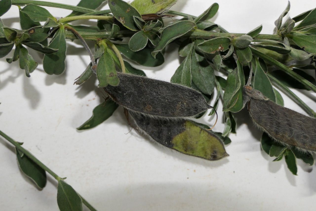 Cytisus commutatus — search result for 'Cytisus'