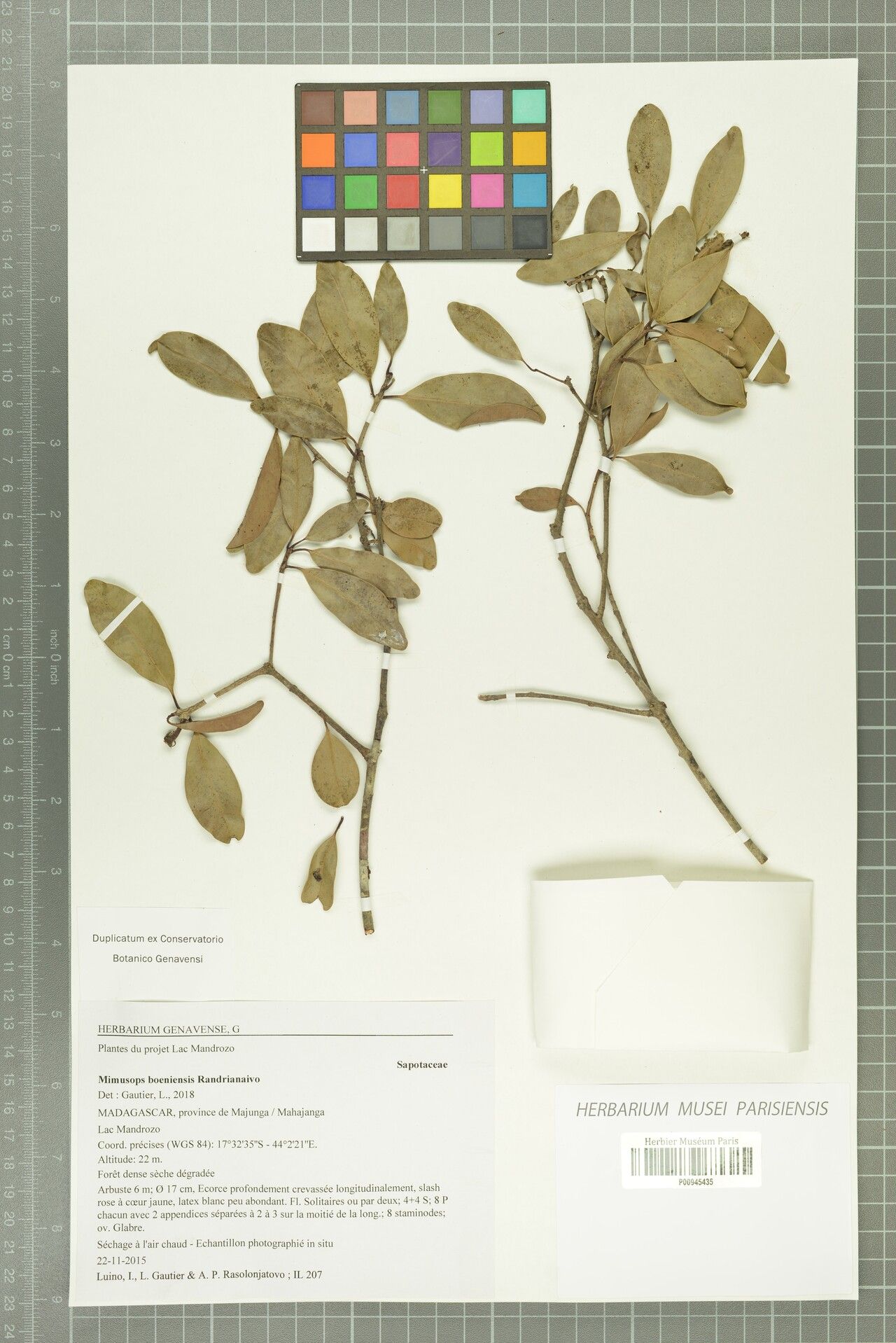 Mimusops boeniensis — related species from the same genus